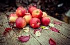 Осень с яблоками: десерты и не только Фото и описание сортов